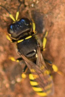 Golden Moustached Fly Fox