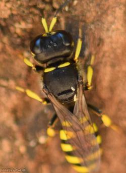Golden Moustached Fly Fox