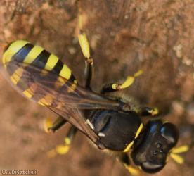 Golden Moustached Fly Fox