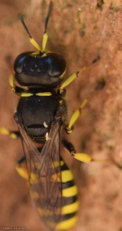 Golden Moustached Fly Fox