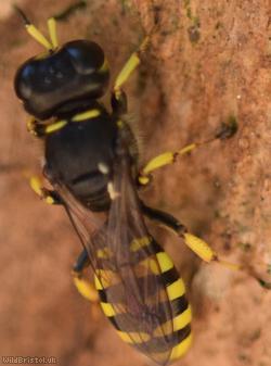 Golden Moustached Fly Fox