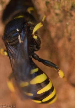 Golden Moustached Fly Fox