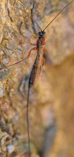 image for Perithous scurra