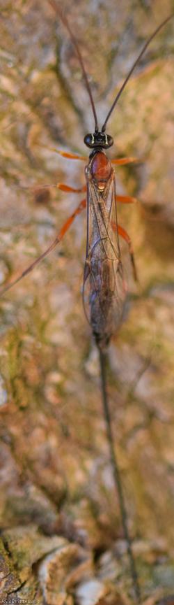 Perithous scurra