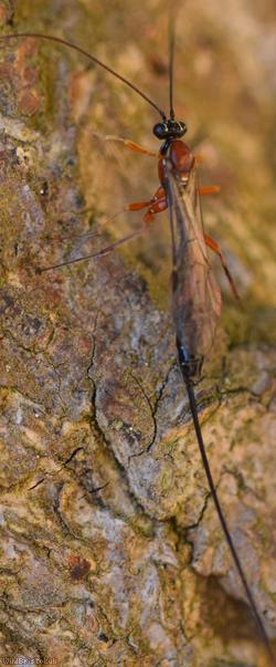 Perithous scurra
