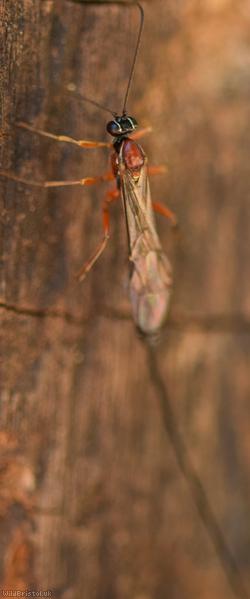 Perithous scurra