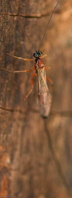 Perithous scurra