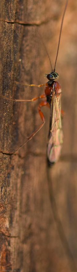 Perithous scurra