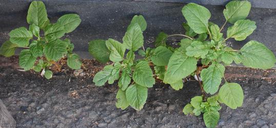 Guernsey Pigweed