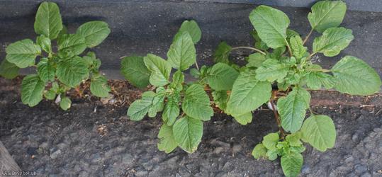 Guernsey Pigweed