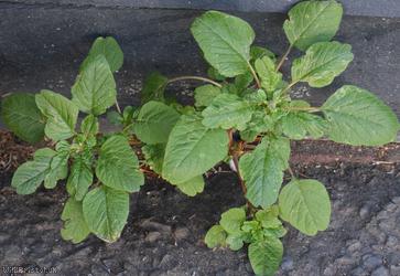 Guernsey Pigweed