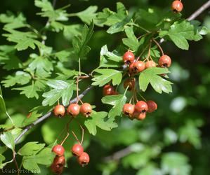 Common Hawthorn type 15