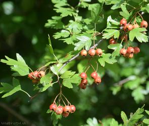 Common Hawthorn type 15