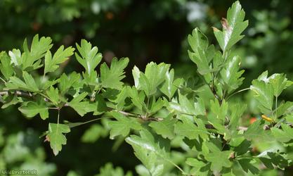Common Hawthorn type 15