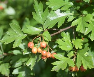 Common Hawthorn type 15