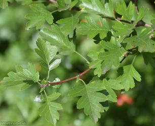 Common Hawthorn type 15