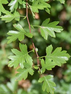 Common Hawthorn type 15