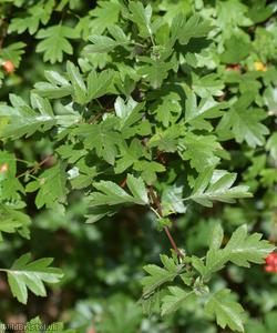 Common Hawthorn type 15