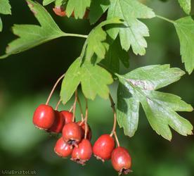 Common Hawthorn type 15