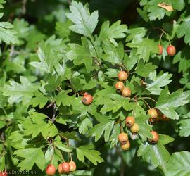 Common Hawthorn type 15