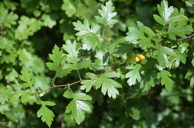 Common Hawthorn type 15