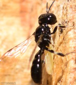 image for Ring-legged Crossocerus