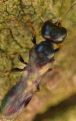 Stigmus pendulus