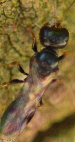 Stigmus pendulus