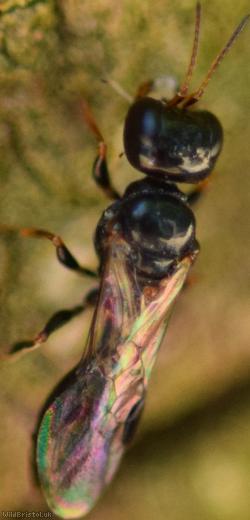 image for Stigmus pendulus