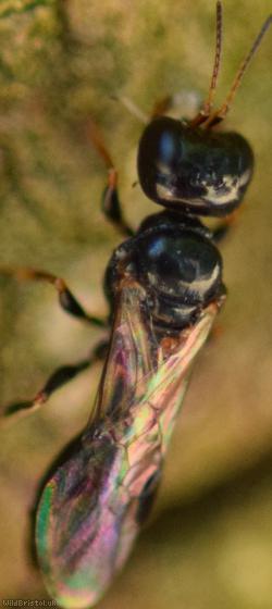 Stigmus pendulus