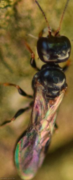 Stigmus pendulus