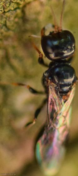 Stigmus pendulus