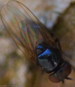 Lonchaea tarsata