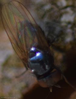 Lonchaea tarsata