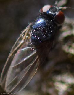 Lonchaea tarsata