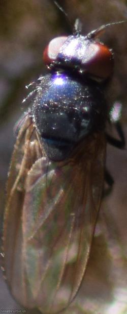 Lonchaea tarsata