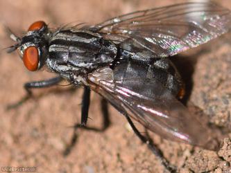 Greater Red-tailed Flesh Fly