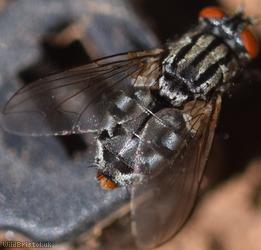 Greater Red-tailed Flesh Fly