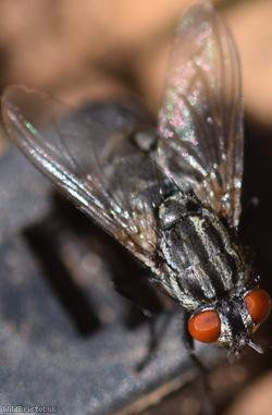 Greater Red-tailed Flesh Fly