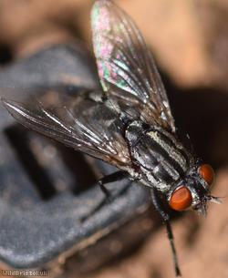 Greater Red-tailed Flesh Fly