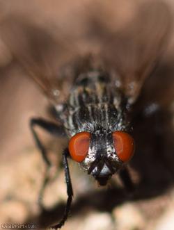Greater Red-tailed Flesh Fly
