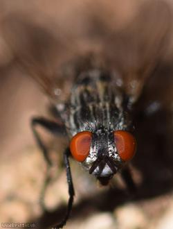 Greater Red-tailed Flesh Fly