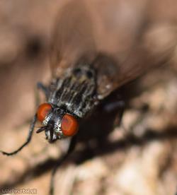Greater Red-tailed Flesh Fly