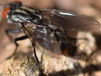 Greater Red-tailed Flesh Fly