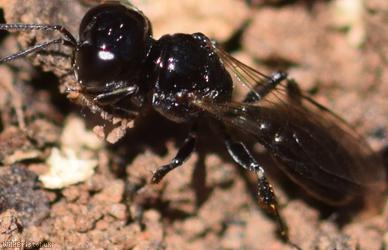 Ring-legged Crossocerus