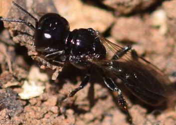 Ring-legged Crossocerus