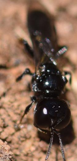 Ring-legged Crossocerus
