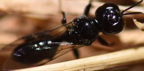 Ring-legged Crossocerus