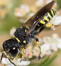 Sharp-shouldered Fly Fox