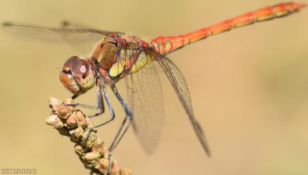 Common Darter